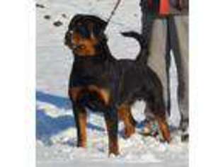 Rottweiler Puppy for sale in Pontiac, IL, USA
