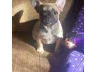 French Bulldog Puppy for sale in Industry, IL, USA