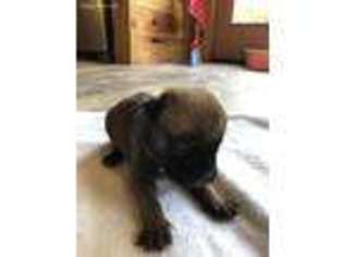 Bullmastiff Puppy for sale in Westville, FL, USA