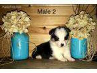 Pembroke Welsh Corgi Puppy for sale in Denton, TX, USA