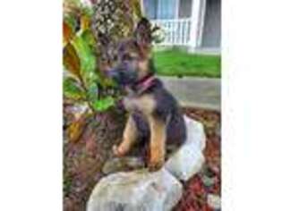 German Shepherd Dog Puppy for sale in Vancouver, WA, USA