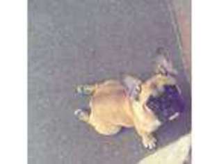 French Bulldog Puppy for sale in MONTEBELLO, CA, USA