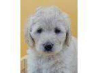 Labradoodle Puppy for sale in Windsor, ME, USA