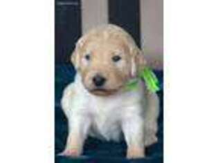 Goldendoodle Puppy for sale in Prim, AR, USA