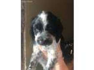 English Springer Spaniel Puppy for sale in Remer, MN, USA