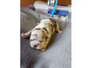 French Bulldog Puppy for sale in Saxon, WI, USA