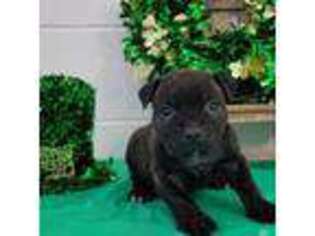 American Bulldog Puppy for sale in Tiffin, OH, USA