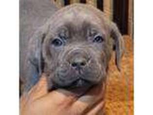 Medium Photo #1 Cane Corso Puppy For Sale in Buffalo, NY, USA