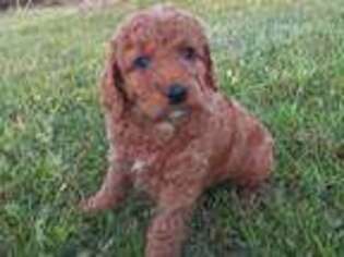 Goldendoodle Puppy for sale in Shelbyville, TX, USA