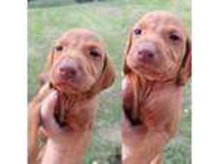 Vizsla Puppy for sale in Hagerstown, MD, USA