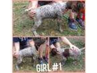 German Shorthaired Pointer Puppy for sale in Holly Hill, SC, USA