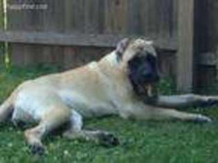 Mastiff Puppy for sale in Barrington, NJ, USA
