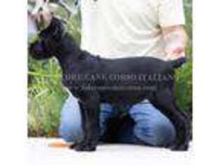 Cane Corso Puppy for sale in Marengo, IL, USA