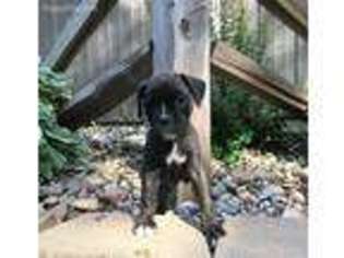 Boxer Puppy for sale in Browerville, MN, USA
