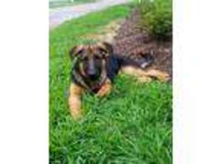German Shepherd Dog Puppy for sale in Ashaway, RI, USA