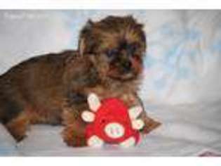 Shorkie Tzu Puppy for sale in Atoka, OK, USA