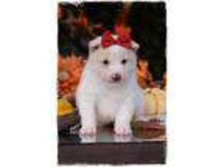 Shiba Inu Puppy for sale in Bowling Green, MO, USA