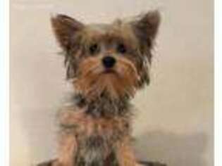 Yorkshire Terrier Puppy for sale in El Campo, TX, USA