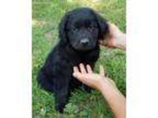 Newfoundland Puppy for sale in Shipshewana, IN, USA