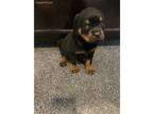 Rottweiler Puppy for sale in Arvada, CO, USA