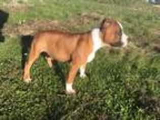 Staffordshire Bull Terrier Puppy for sale in Elk Grove, CA, USA