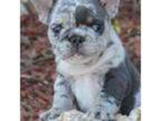 French Bulldog Puppy for sale in Tishomingo, OK, USA