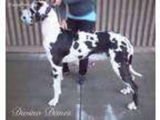 Great Dane Puppy for sale in Olympia, WA, USA