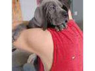 Great Dane Puppy for sale in Oroville, WA, USA