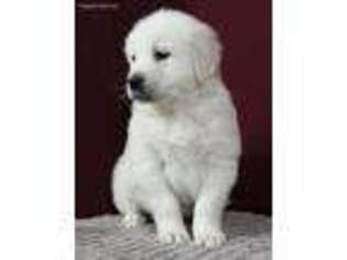 Golden Retriever Puppy for sale in Beach City, OH, USA
