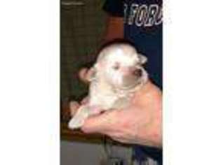 Mutt Puppy for sale in Freeport, OH, USA