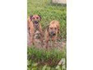 Rhodesian Ridgeback Puppy for sale in TITUSVILLE, PA, USA
