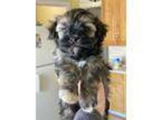 Havanese Puppy for sale in Miller, SD, USA