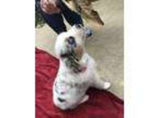 Miniature Australian Shepherd Puppy for sale in Black Rock, AR, USA
