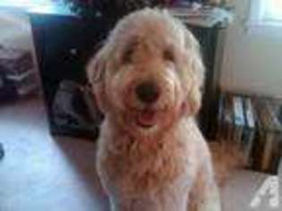 Goldendoodle Puppy for sale in MOCKSVILLE, NC, USA