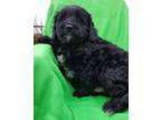 Goldendoodle Puppy for sale in Upper Sandusky, OH, USA