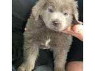 Newfoundland Puppy for sale in Janesville, WI, USA