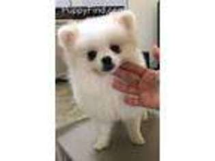 Pomeranian Puppy for sale in Temple, TX, USA