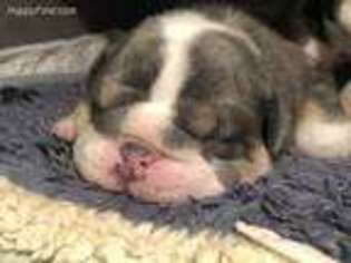 Bulldog Puppy for sale in Gardners, PA, USA