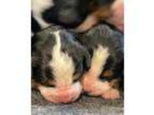 Bernese Mountain Dog Puppy for sale in New Haven, IN, USA