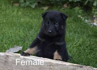German Shepherd Dog Puppy for sale in Sioux Center, IA, USA
