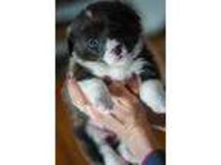 Pembroke Welsh Corgi Puppy for sale in Danville, OH, USA