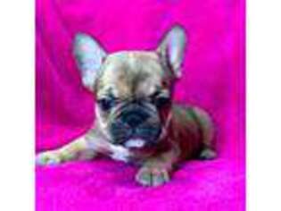 French Bulldog Puppy for sale in Buffalo, MO, USA