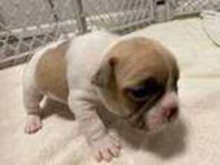 French Bulldog Puppy for sale in Springfield, IL, USA