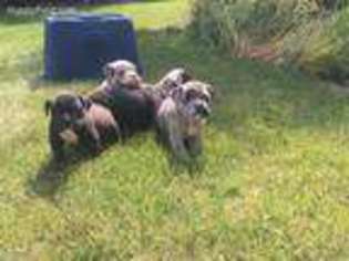Olde English Bulldogge Puppy for sale in Akron, OH, USA