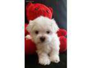 Maltese Puppy for sale in Phillipsburg, MO, USA