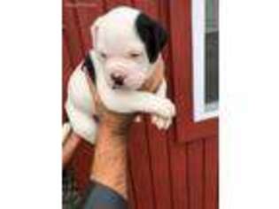 American Bulldog Puppy for sale in Hilliard, FL, USA