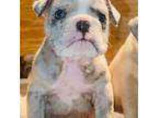 Olde English Bulldogge Puppy for sale in Quinlan, TX, USA
