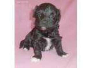 Schnoodle (Standard) Puppy for sale in Butler, OH, USA