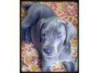 Great Dane Puppy for sale in Myrtle Beach, SC, USA
