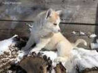Siberian Husky Puppy for sale in Staples, MN, USA